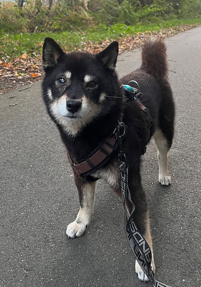 ** AIM ** 10 Jahre alte Shiba Inu Dame