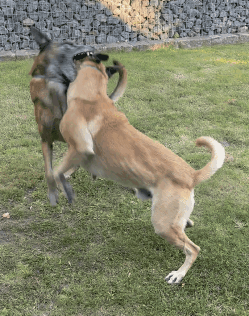 Zwei Hunde liegen eng beieinander – Symbol für Vertrauen, Nähe und echte Freundschaft.