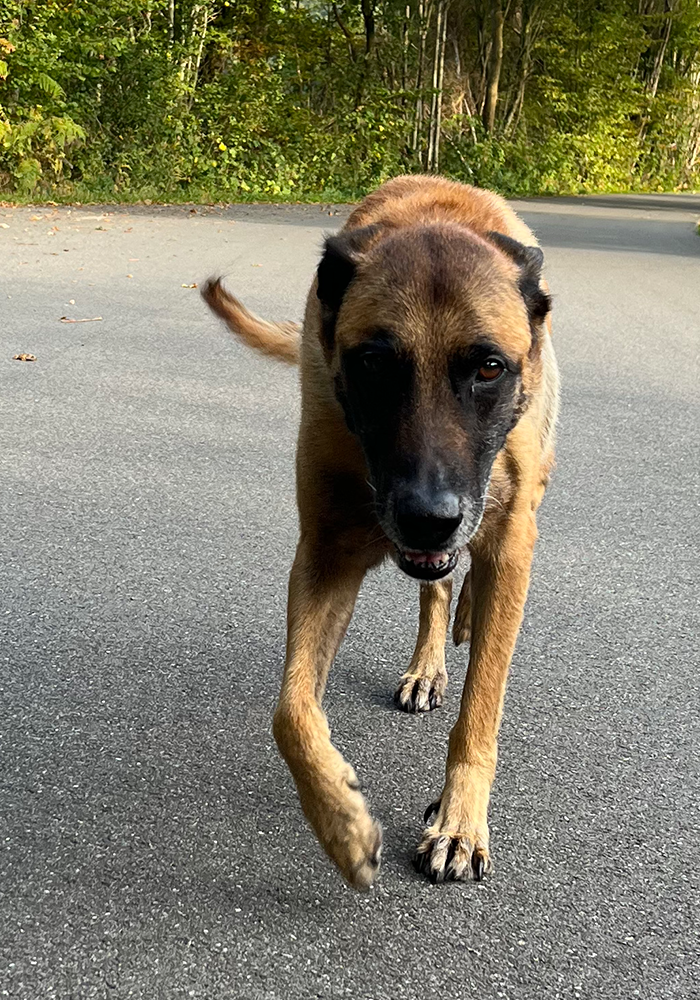 ** DIEGO ** 12 Jahre alter Malinois Rüde