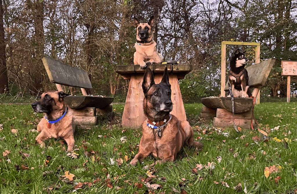 northern-dogs-alltag-ruhetraining-hund. Hunde liegen entspannt auf dem Spaziergang – Training mit Ruhe und Vertrauen