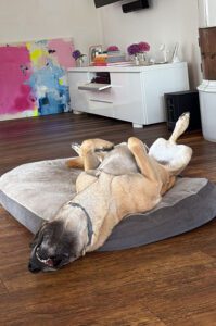 hund-schlafen-rücken-Hundetrainer Northern Dogs, Elsdorf-Westermühlen, Rendsburg–Eckernförde
