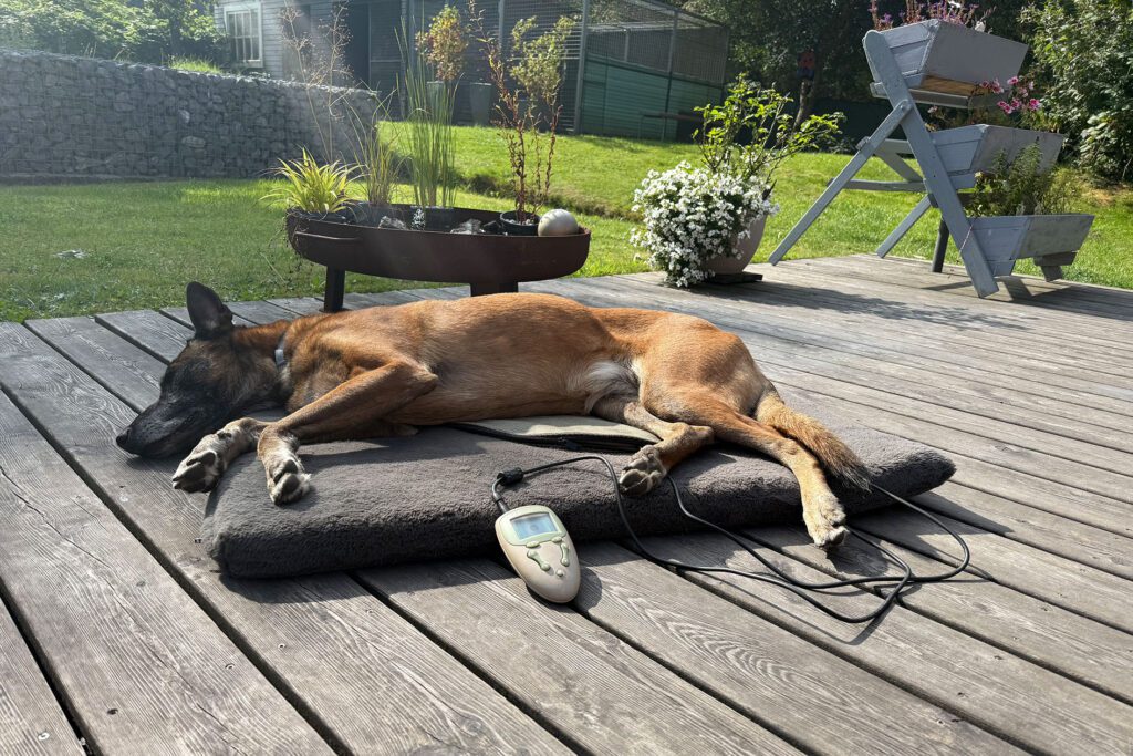 Belgischer Schäferhund liegt entspannt auf einer Magnetfeldtherapie-Decke im Garten.