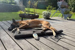 Belgischer Schäferhund liegt entspannt auf einer Magnetfeldtherapie-Decke im Garten.
