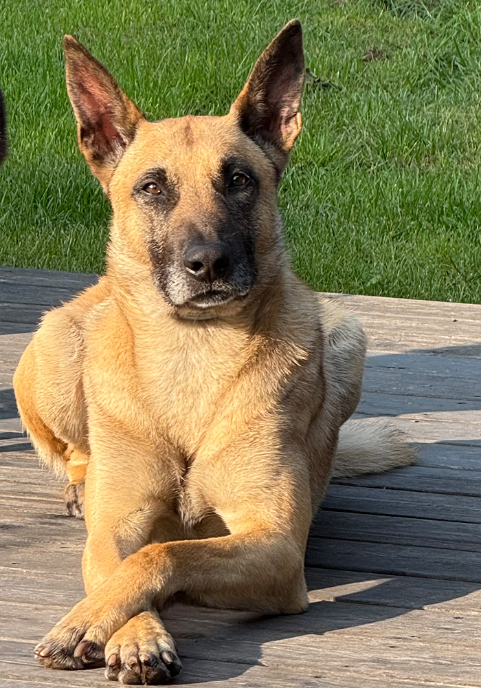 ** MAXIMUS ** 3 Jahre alter Malinois Rüde