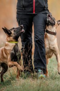 training-malinois-gluecklich-Hundetrainer Northern Dogs, Elsdorf-Westermühlen, Rendsburg–Eckernförde