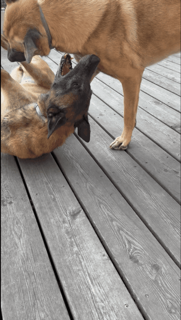 Zwei Hunde liegen eng beieinander – Symbol für Vertrauen, Nähe und echte Freundschaft.