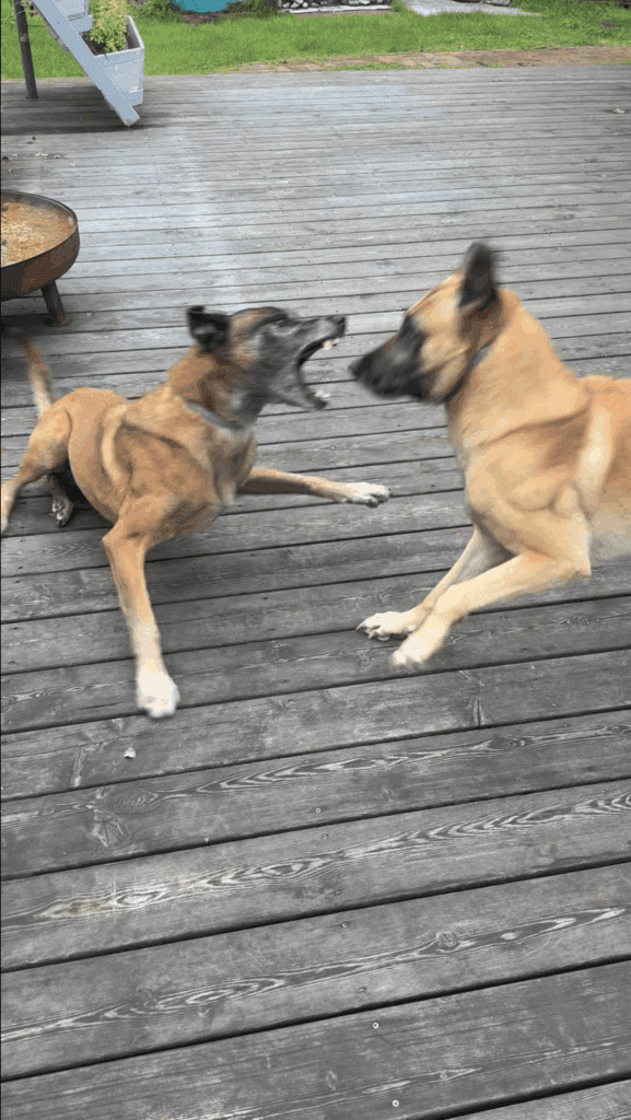 Zwei Hunde liegen eng beieinander – Symbol für Vertrauen, Nähe und echte Freundschaft.