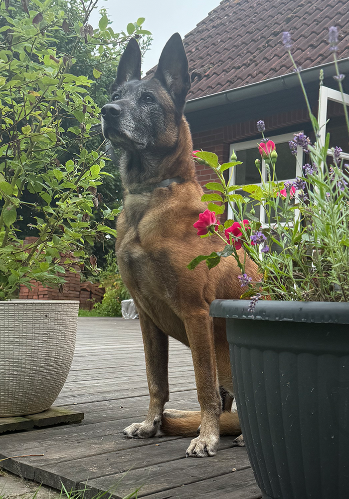 ** YARCA ** 10 Jahre alte Malinois Dame