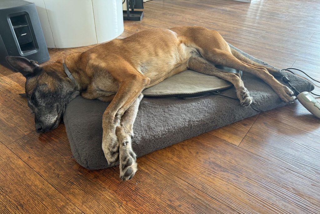 Belgischer Schäferhund liegt entspannt auf einer Magnetfeldtherapie-Decke im Wohnzimmer