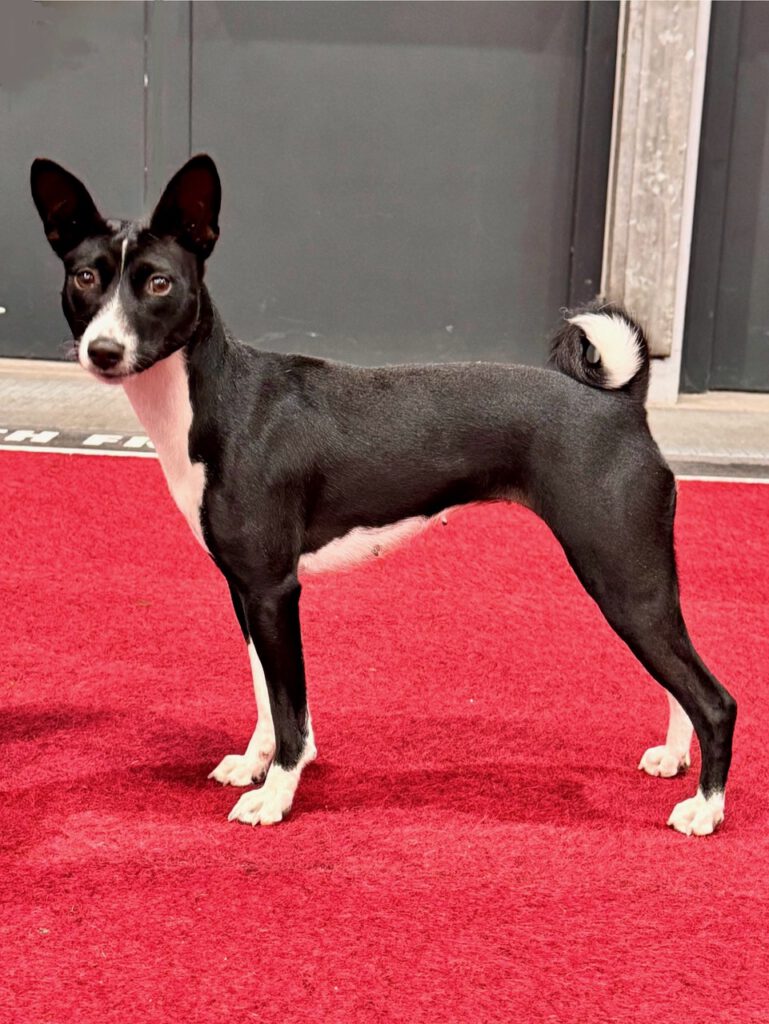 Basenji ist ein kleiner bis mittelgroßer Hund , stehend roter teppich