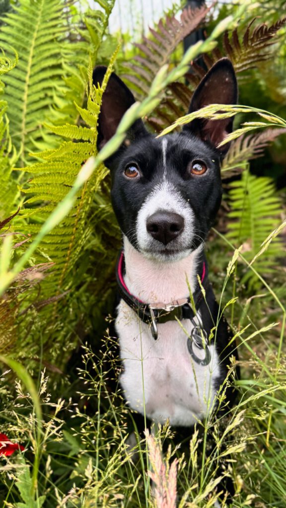 Basenji ist ein kleiner bis mittelgroßer Hund , sitzend im Fahrn