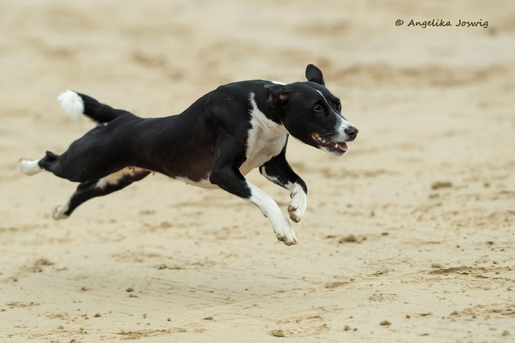 Basenji ist ein kleiner bis mittelgroßer Hund , springend, strand