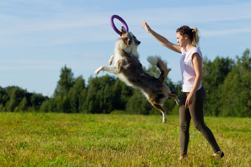 Frau mit Border Collie spielend mit einer Frisbee - Northern Dogs - Erziehung Und Meer-Hundetraining-Rendsburg-Eckernförde-Heide-Fockbeck
