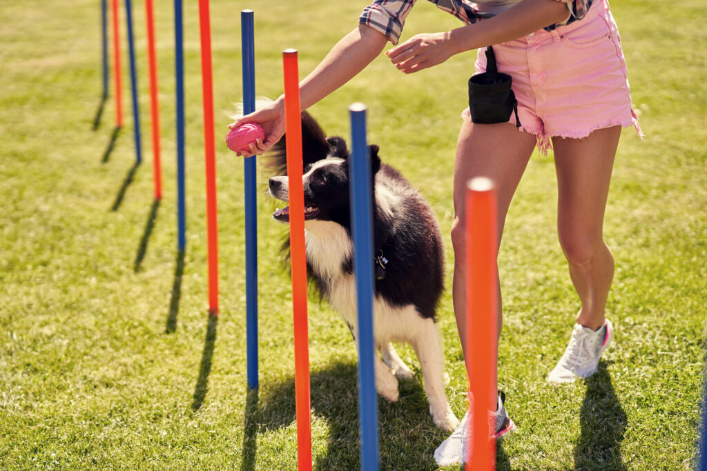 Picture of border collie dog and a woman on an agility field-Northern-Dogs-Erziehung-und-Meer-Hundetrainer-Rendsburg-Eckernförde