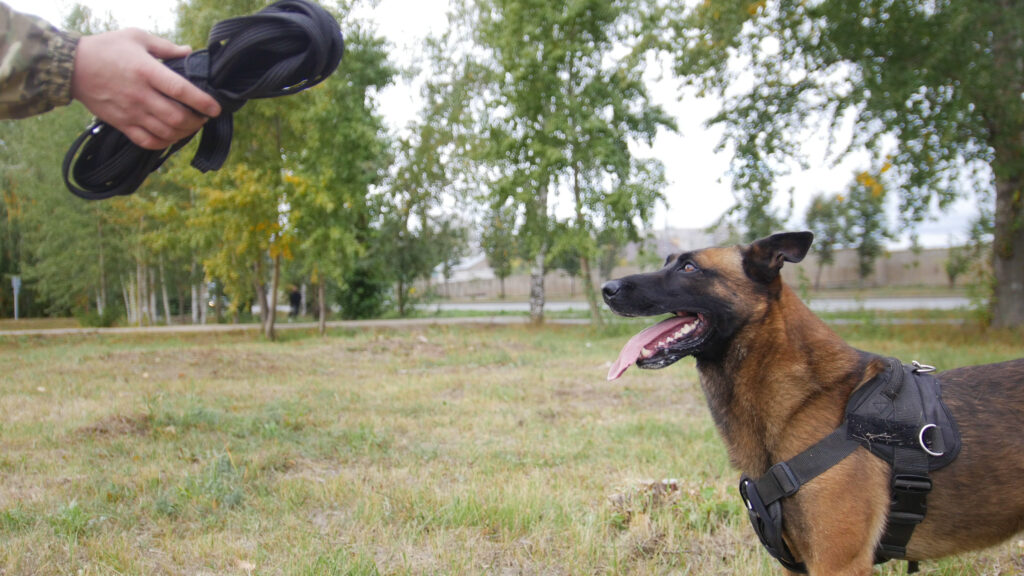 Trainer im Schutzhundesport mit seinem Belgischem Schäferhund-orthern-Dogs-Erziehung-und-Meer-Hundetraining-Rendsburg-Eckernförde