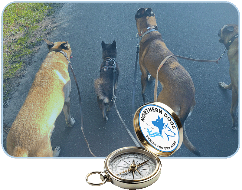 Drei Hunde an der Leine mit Kompass – M.E.T.A.H. Modell Northern Dogs