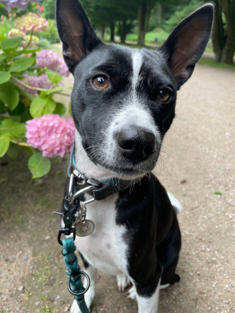 Basenji ist ein kleiner bis mittelgroßer Hund , sitzend, gareten