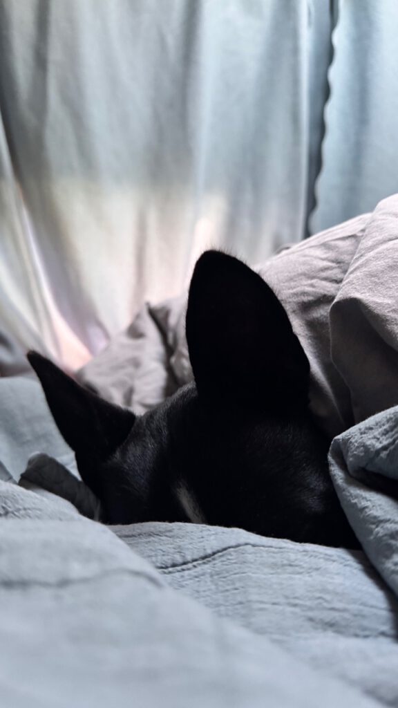 Basenji - Basenji ist ein kleiner bis mittelgroßer Hund , schlafend, bett,SURIjun25