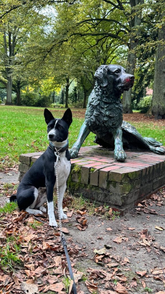 Basenji ist ein kleiner bis mittelgroßer Hund , sitzend, stadtpark, statue, hund