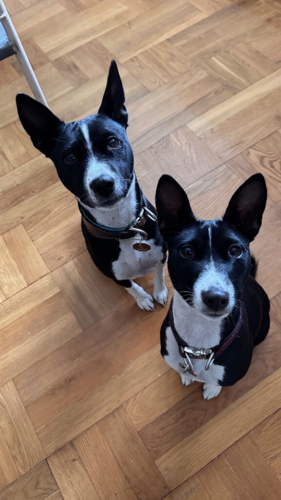 Basenji ist ein kleiner bis mittelgroßer Hund , zwei stück, sitzend, starrend
