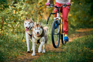 Dog Scooter mit Zwei Huskys auf einem Waldweg - Northern DOgs - Erziehung Und Meer-Hundetraining-Rendsburg-Eckernförde-Heide-Fockbeck