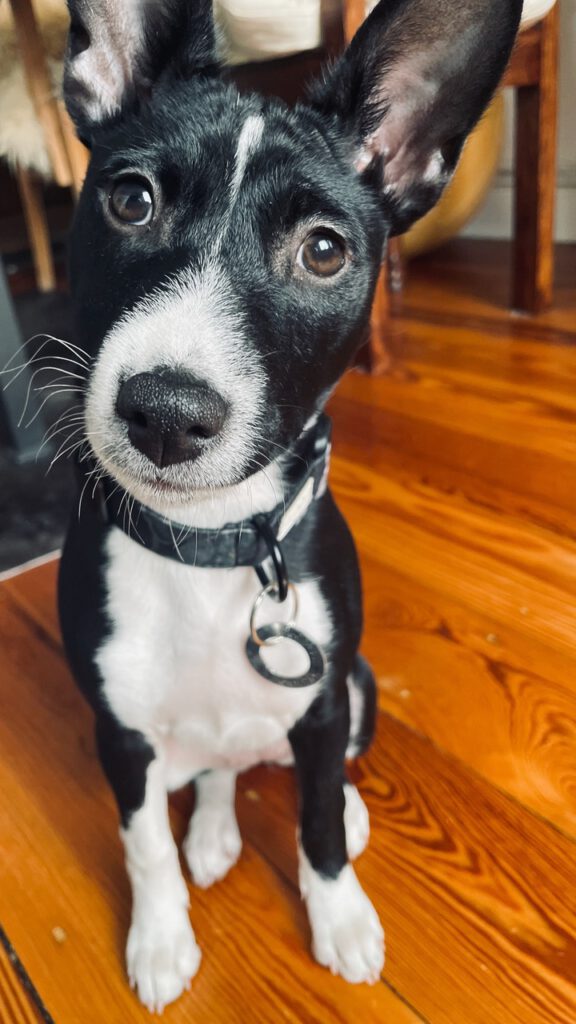 Basenji ist ein kleiner bis mittelgroßer Hund , sitzend, treppe