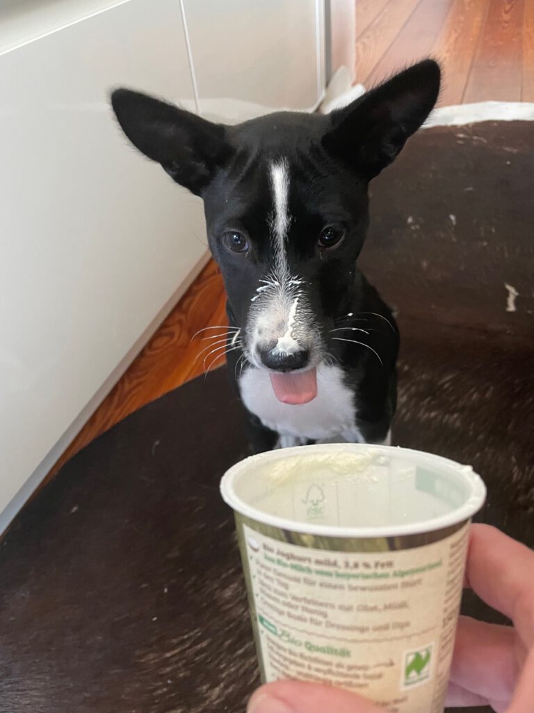 Basenji ist ein kleiner bis mittelgroßer Hund , mit joghurt im gesicht