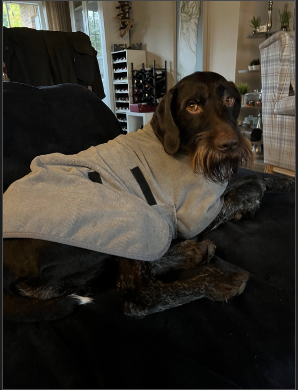 Deutsch Drahthaar mit aufmerksamem, kritischem Blick im Bademantel auf dem Sofa – Hundetraining bei Northern Dogs – Erziehung und Meer.