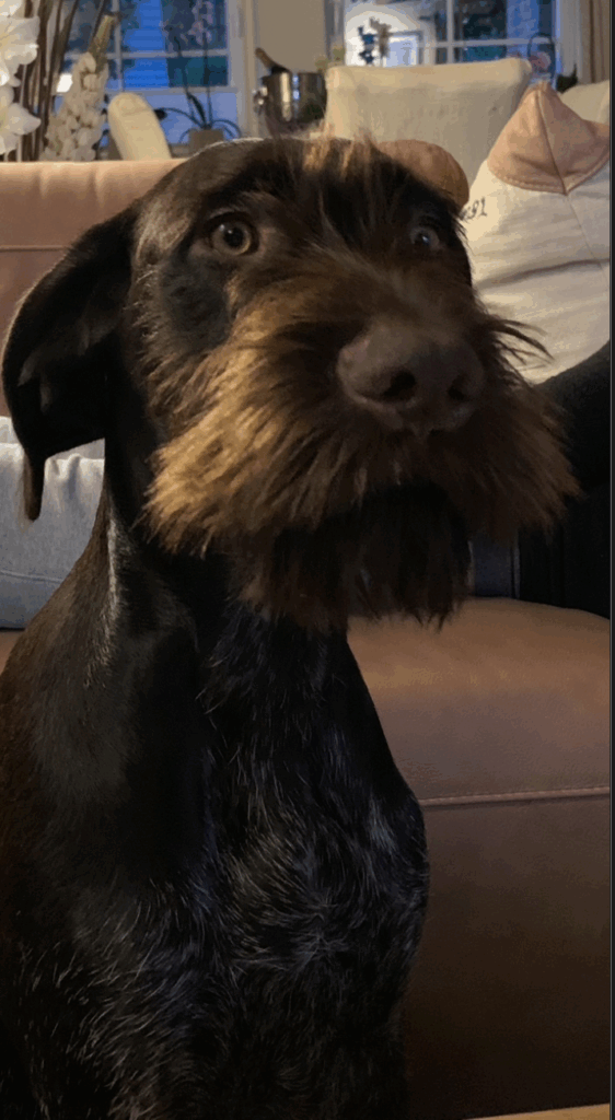 Deutsch Drahthaar mit aufmerksamem, kritischem Blick – Hundetraining bei Northern Dogs – Erziehung und Meer.