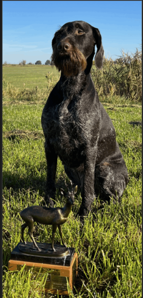 Deutsch Drahthaar mit aufmerksamem, kritischem Blickund geschwellter Brust mit einem Pokal auf einer Wiese – Hundetraining bei Northern Dogs – Erziehung und Meer.