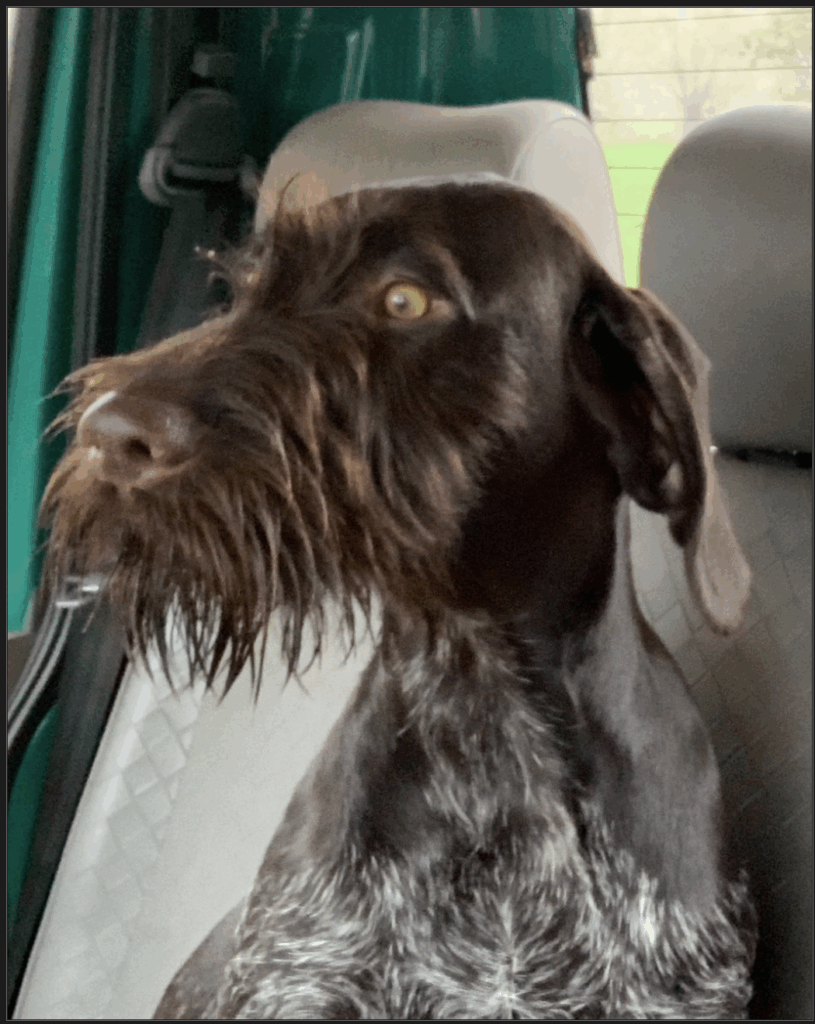 Deutsch Drahthaar mit aufmerksamem, kritischem Blick – Hundetraining bei Northern Dogs – Erziehung und Meer.