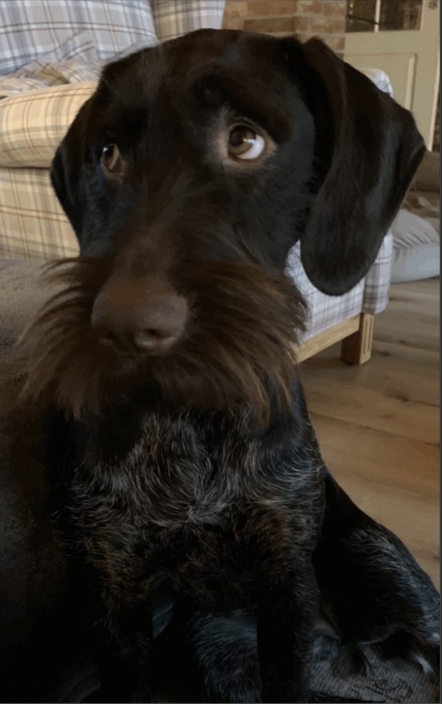 Deutsch Drahthaar mit aufmerksamem, kritischem Blick – Hundetraining bei Northern Dogs – Erziehung und Meer.