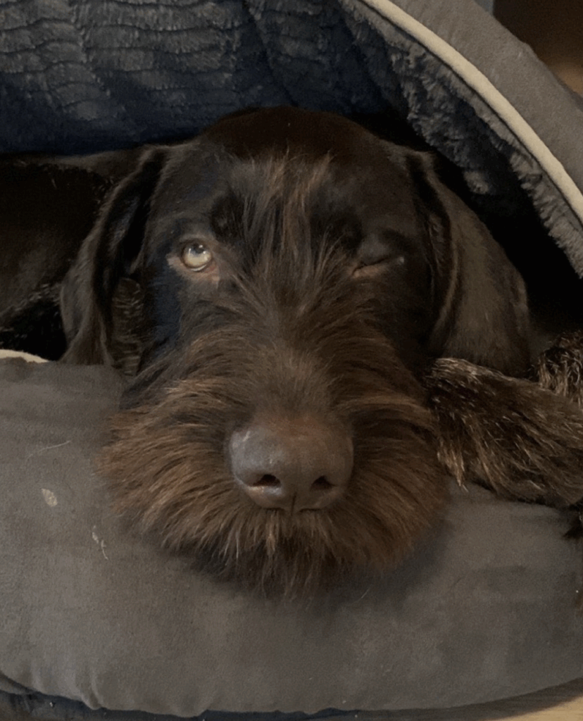 Deutsch Drahthaar mit aufmerksamem, kritischem Blick – Hundetraining bei Northern Dogs – Erziehung und Meer.