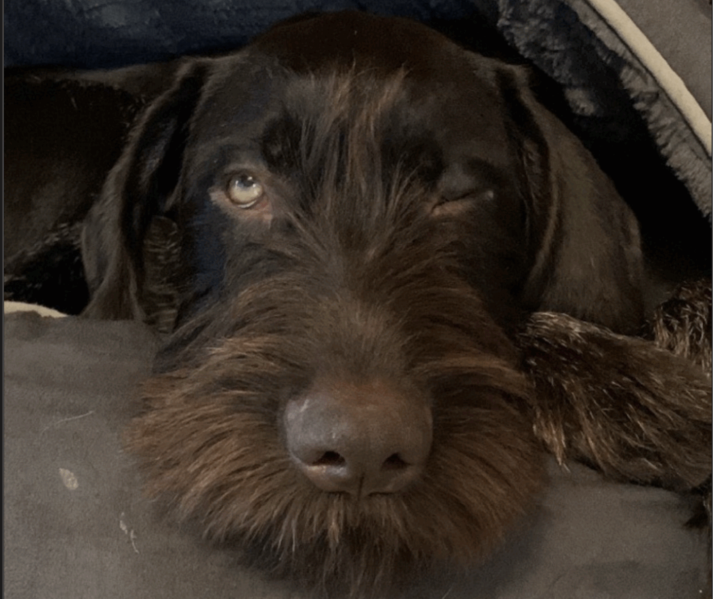 Deutsch Drahthaar mit aufmerksamem, kritischem Blick – Hundetraining bei Northern Dogs – Erziehung und Meer.