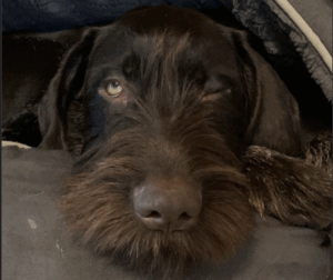 Deutsch Drahthaar mit aufmerksamem, kritischem Blick – Hundetraining bei Northern Dogs – Erziehung und Meer.