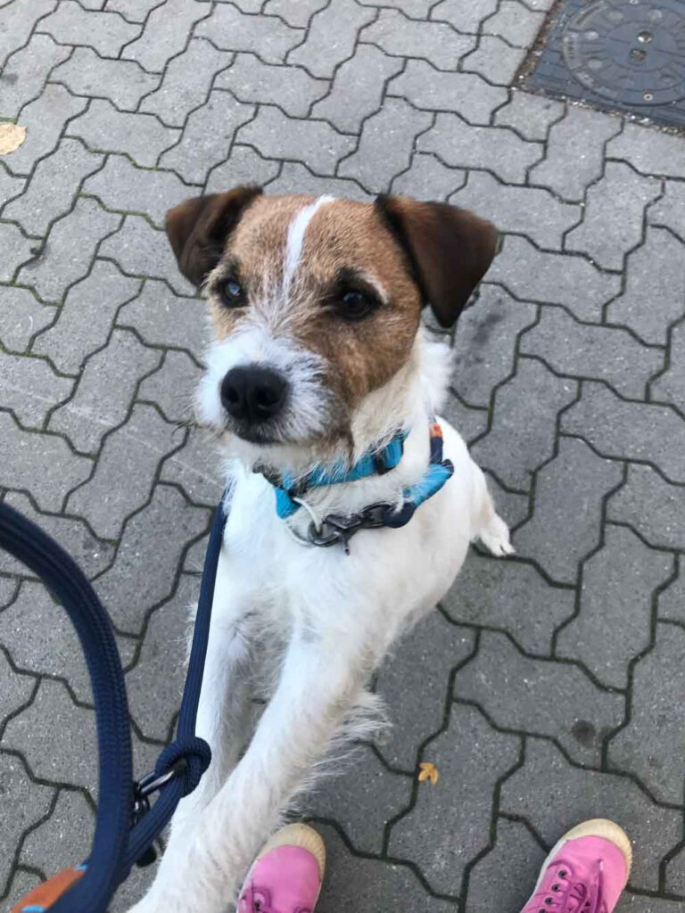 Jack Russell for a walk in the woods-Northern-Dogs-Erziehung-und-Meer-Hundetraining-mobil