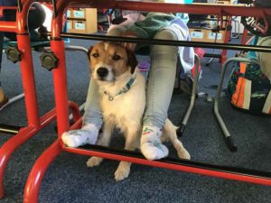 Jack Russell for a walk in the woods-Northern-Dogs-Erziehung-und-Meer-Hundetraining-mobil