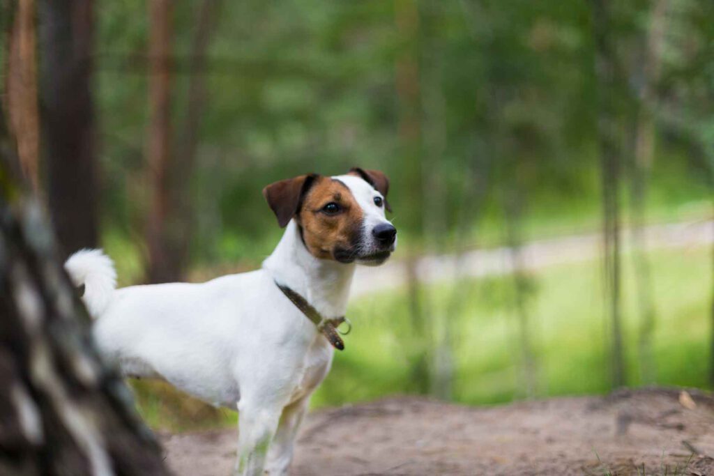 Jack Russell for a walk in the woods - Northern-Dogs-Erziehung-und-Meer-Hundetraining-mobil-Großraum-Rendsburg