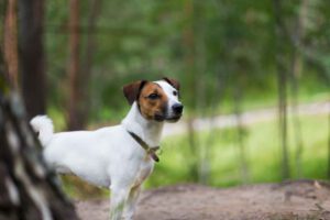 Jack Russell for a walk in the woods - Northern-Dogs-Erziehung-und-Meer-Hundetraining-mobil-Großraum-Rendsburg