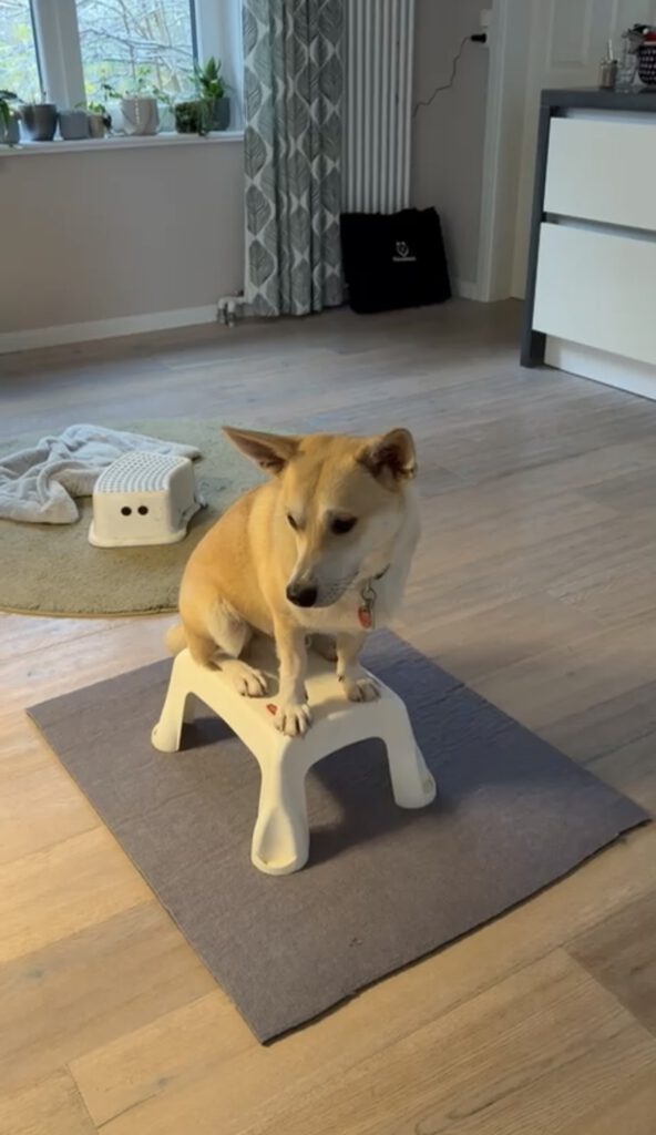 Pelle-auslandshund-alltagstraining-mobil-hundetraining-northerndogs-erziehung-und-meer