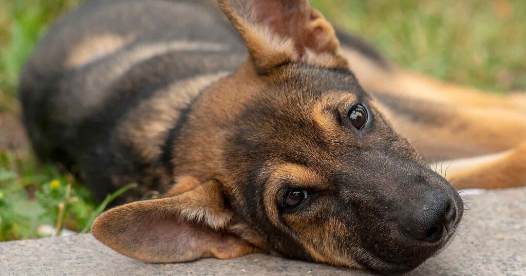 Aversives-Hundetraining-Vertreiben-Blog-Northern-Dogs-Erziehung-und-Meer