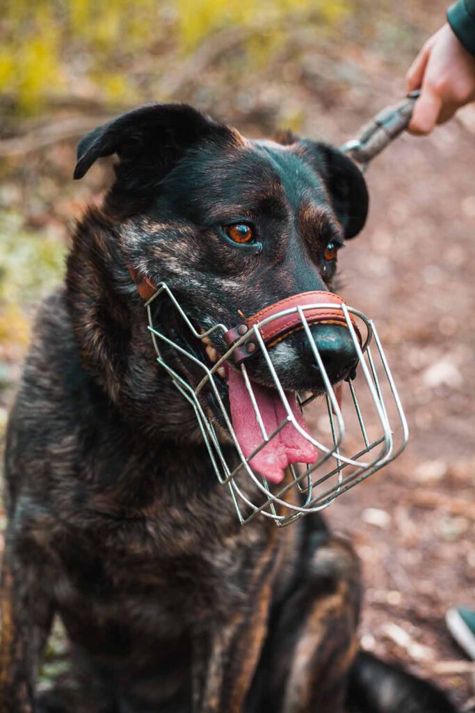 Hund-mit-Maulkorb-im-wald-mobiles-hundetraining-northern-dogs-erziehung-und-meer-rendsburg-eckernförde-heide-kiel-schleswig-fockbek-3