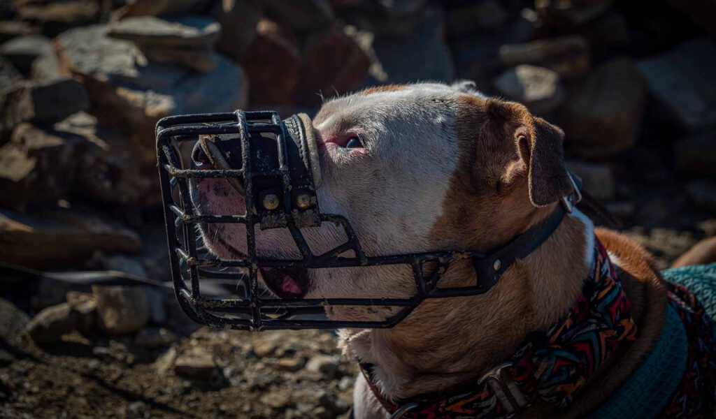 Hund-mit-Maulkorb-an-küste-mobiles-hundetraining-northern-dogs-erziehung-und-meer-rendsburg-eckernförde-heide-kiel-schleswig-fockbek