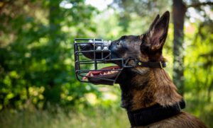 Belgian-Malinois-Hund-mit-Maulkorb-mobiles-hundetraining-northern-dogs-erziehung-und-meer-rendsburg-eckernförde-heide-kiel-schleswig-fockbek