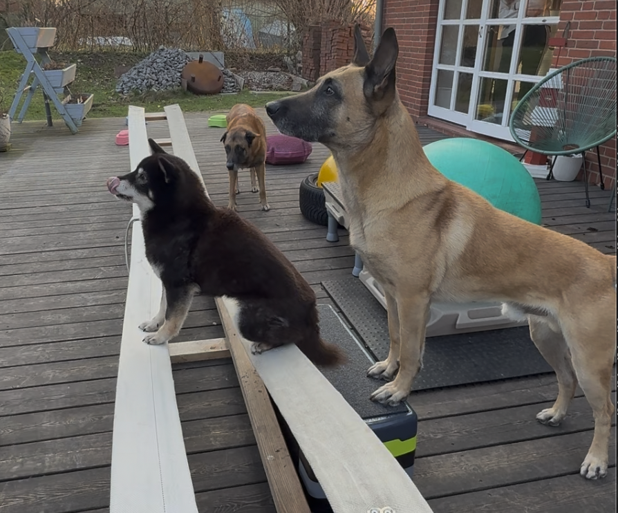 NorthernDogs-Erziehung-und-Meer-Hundetraining-Unsicherer-Hund-So-stärkst-du-Selbstvertrauen-durch-Kooperation-Marcus-Training-mit-Malinois-und-Shiba-Inu