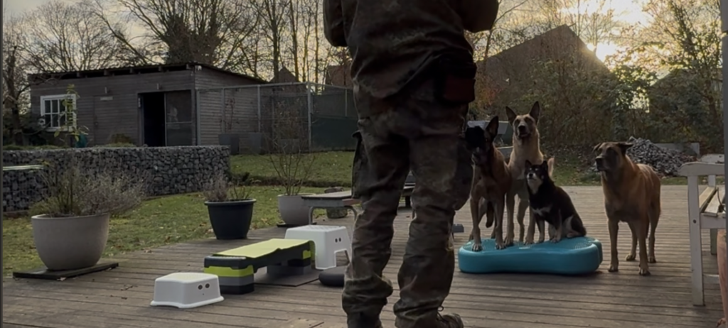 NorthernDogs-Erziehung-und-Meer-Hundetraining-Unsicherer-Hund-So-stärkst-du-Selbstvertrauen-durch-Kooperation-Marcus-Training-mit-Malinois-und-Shiba-Inu