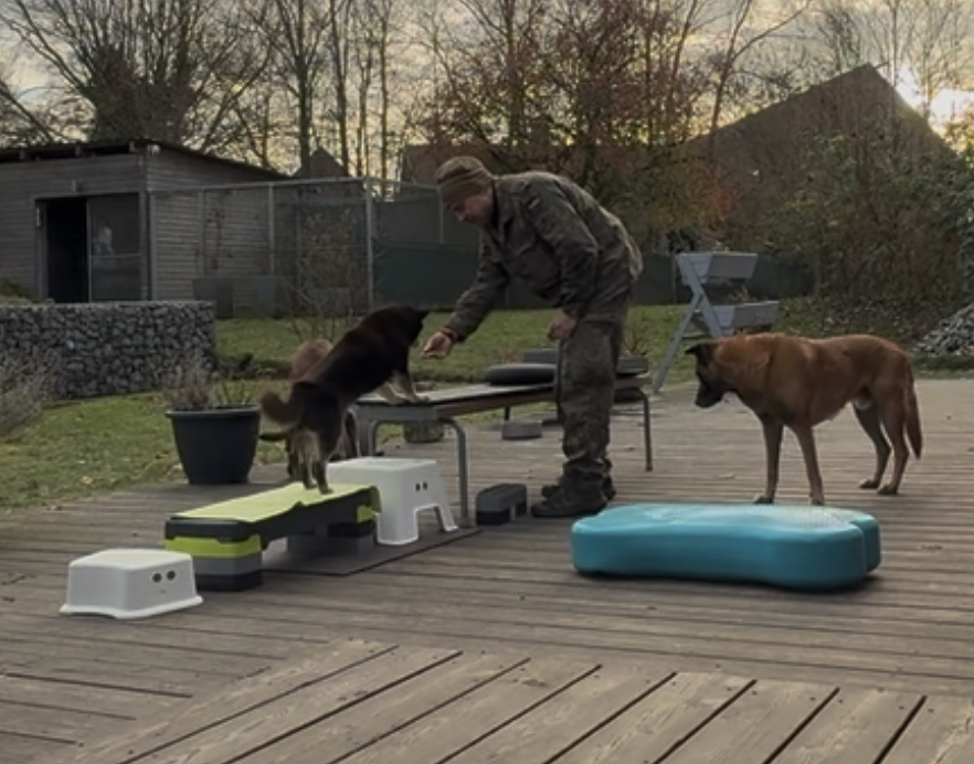 NorthernDogs-Erziehung-und-Meer-Hundetraining-Unsicherer-Hund-So-stärkst-du-Selbstvertrauen-durch-Kooperation-Marcus-Training-mit-Malinois-und-Shiba-Inu