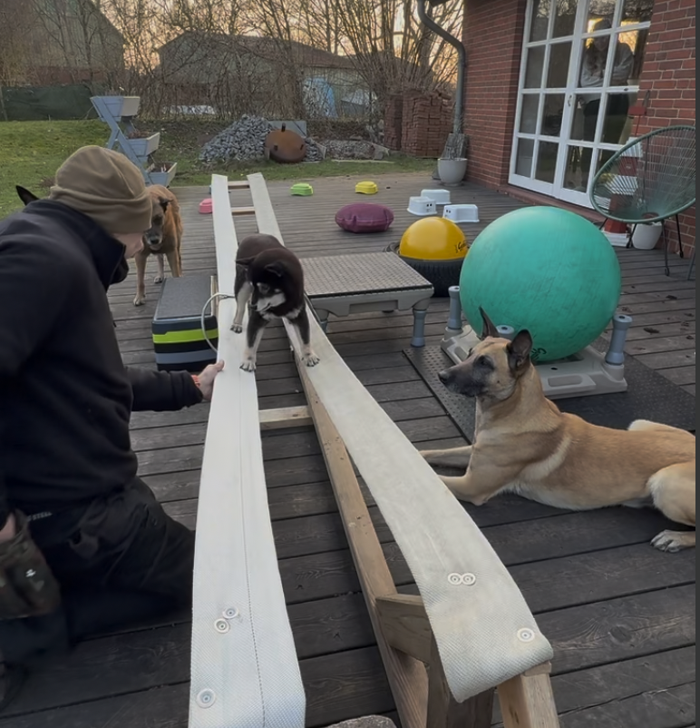 NorthernDogs-Erziehung-und-Meer-Hundetraining-Unsicherer-Hund-So-stärkst-du-Selbstvertrauen-durch-Kooperation-Marcus-Training-mit-Malinois-und-Shiba-Inu