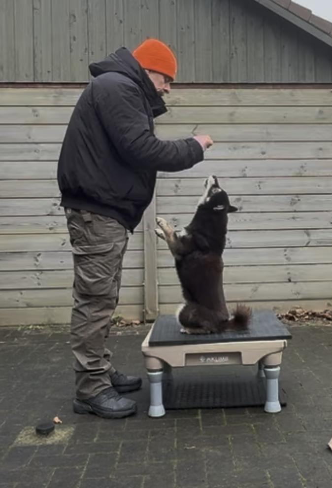 NorthernDogs-Erziehung-und-Meer-Hundetraining-Unsicherer-Hund-So-stärkst-du-Selbstvertrauen-durch-Kooperation-Marcus-Training-mit-Malinois-und-Shiba-Inu